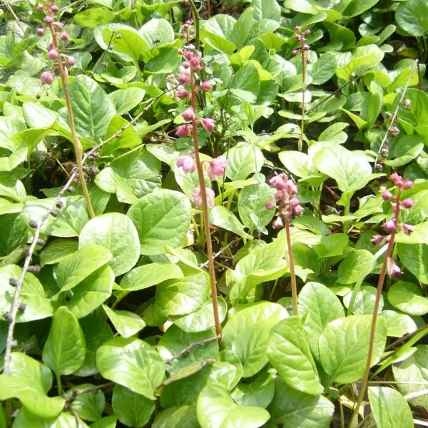 ベニバナイチヤクソウ ベニバナイチヤクソウ