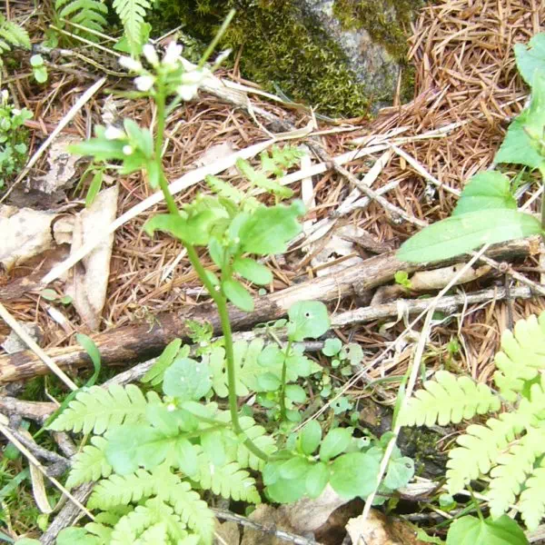 ハクサンハタザオ