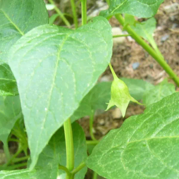 ハシリドコロ ハシリドコロ