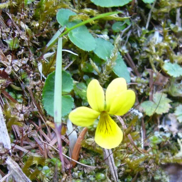 キバナノコマノツメ