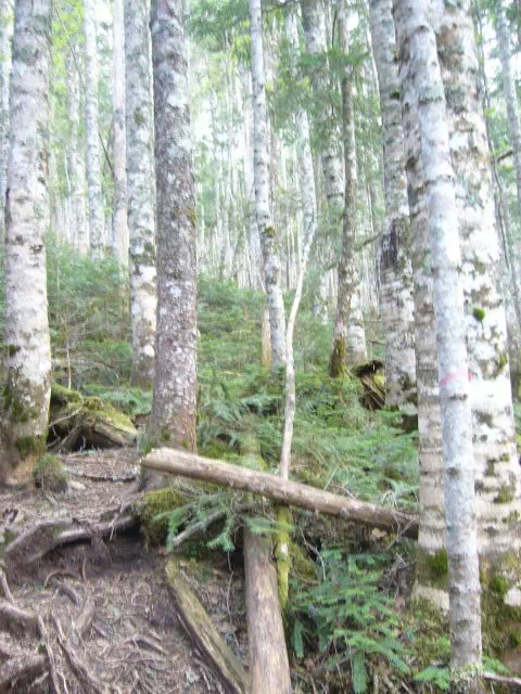 コメツガの林 コメツガの林