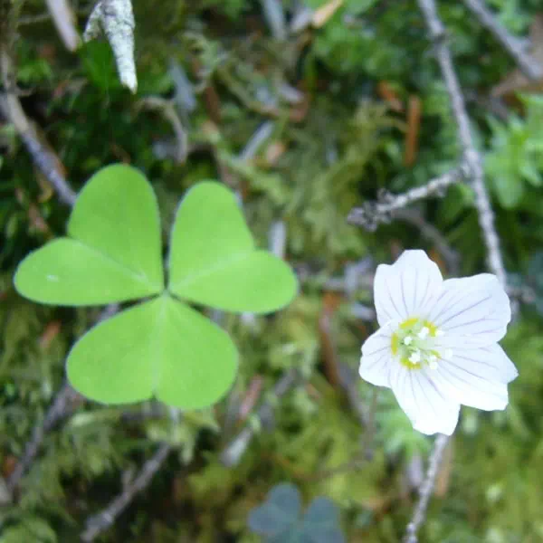 コミヤマカタバミ