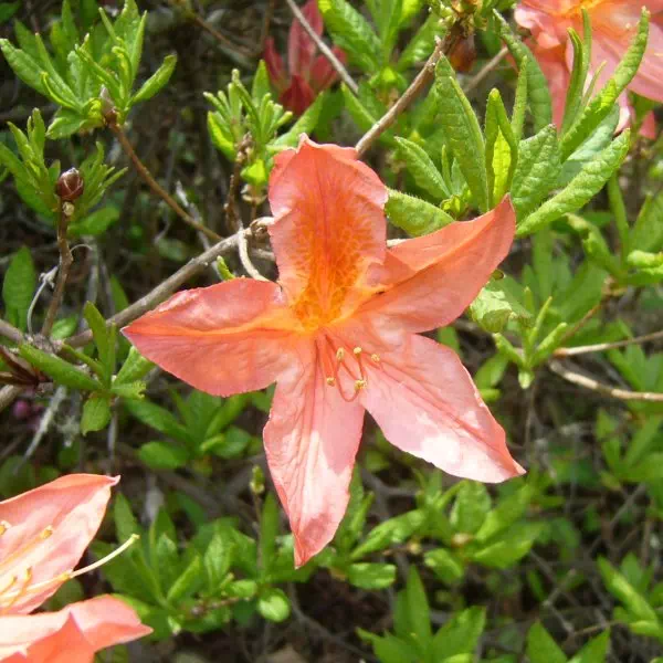 レンゲツツジ レンゲツツジ