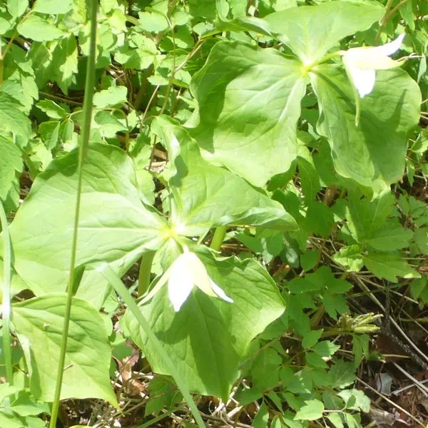 シロバナエンレイソウ