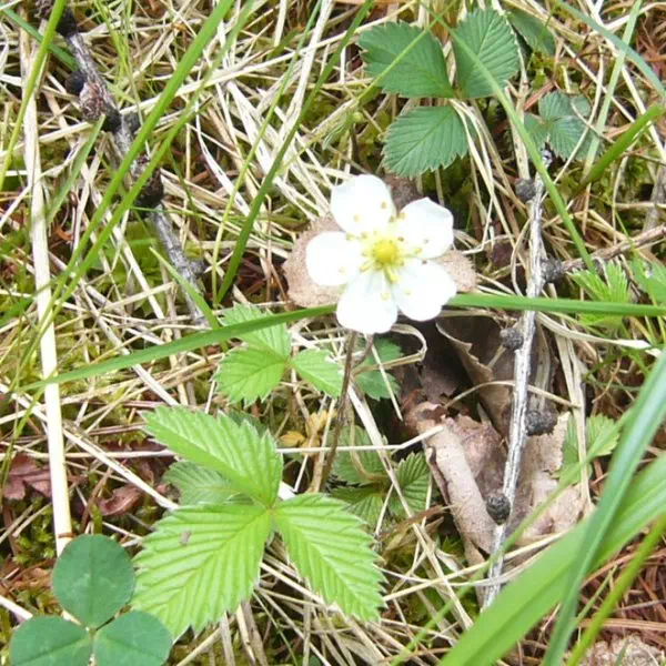 シロバナノヘビイチゴ