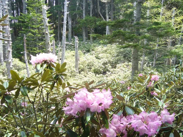 シャクナゲ畑 シャクナゲ畑