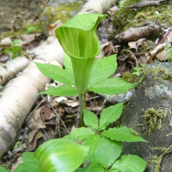 ユモトマムシグサ ユモトマムシグサ