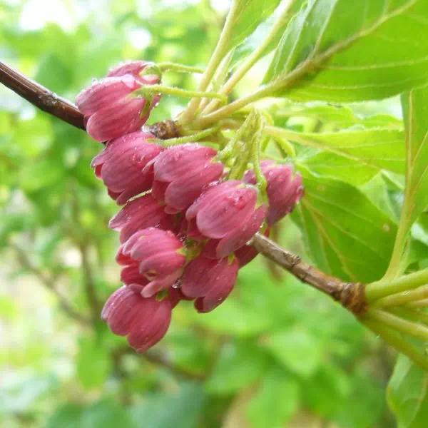 ベニバナサラサドウダンツツジ