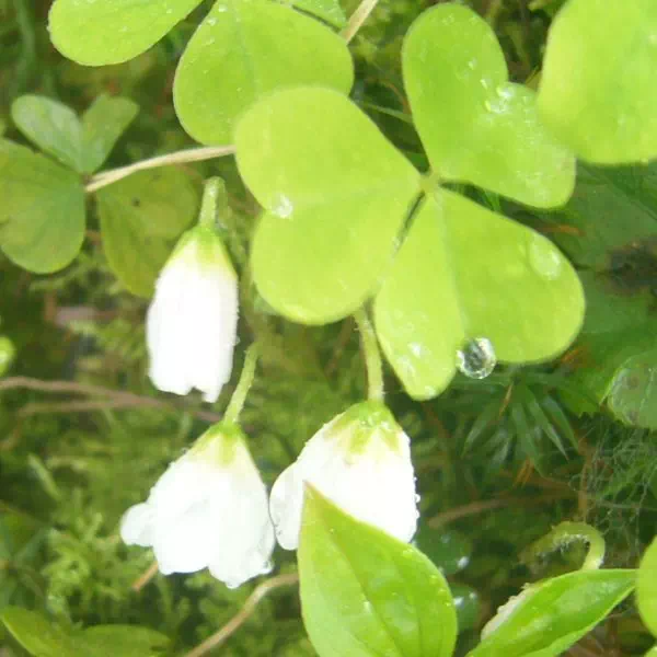 コミヤマカタバミ