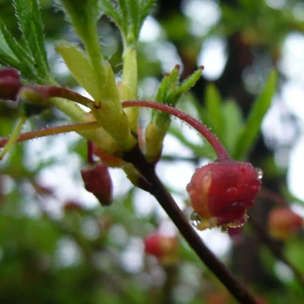 コヨウラクツツジ