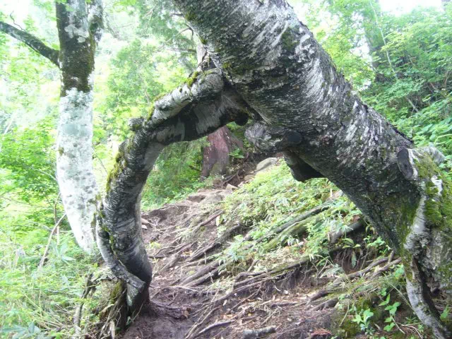 股くぐり 股くぐり