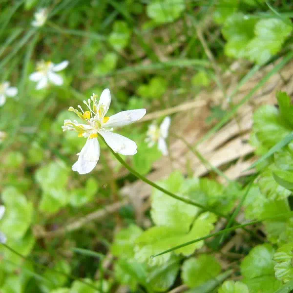 ミツバオウレン