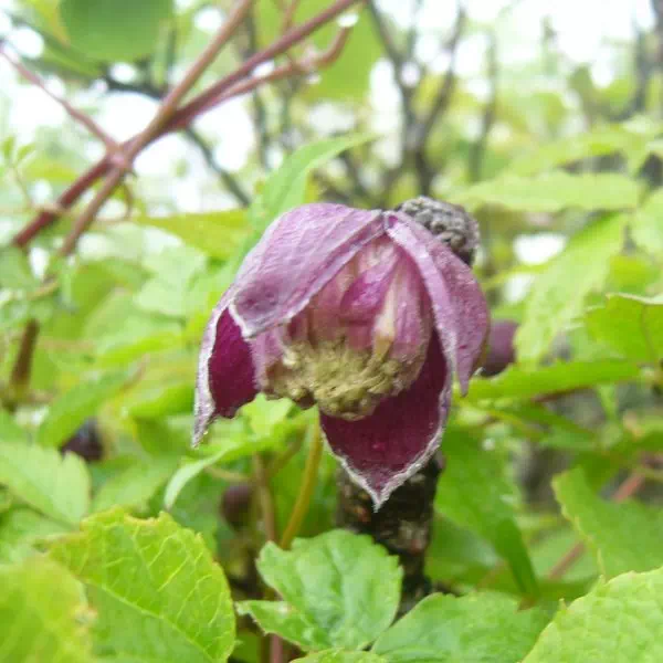 ミヤマハンショウヅル