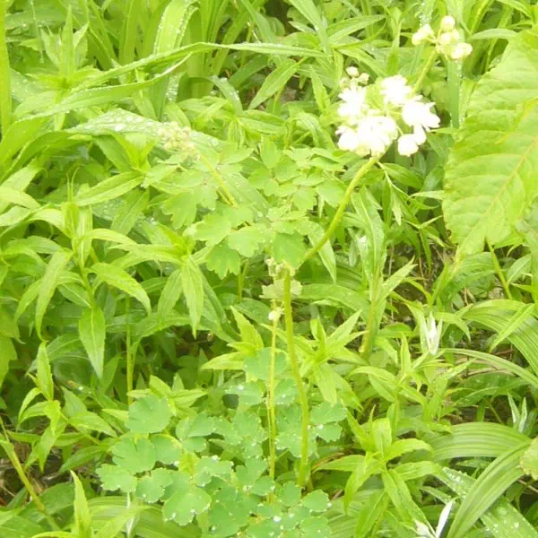 ミヤマカラマツ