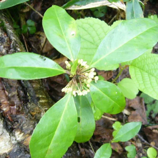 ミヤマシキミ ミヤマシキミ