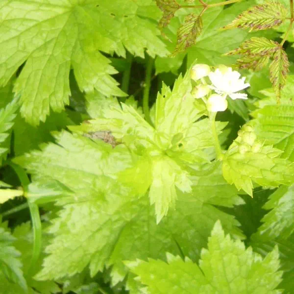 モミジカラマツ