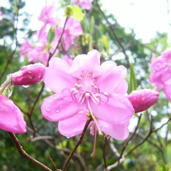 ムラサキヤシオ