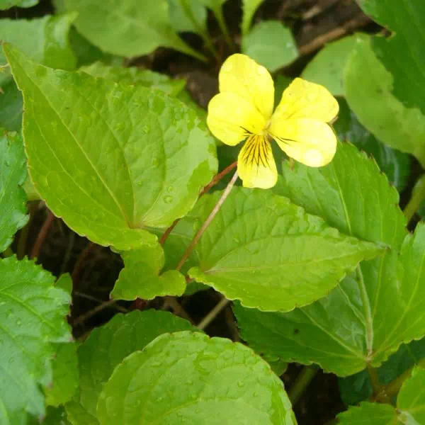 ナエバキスミレ