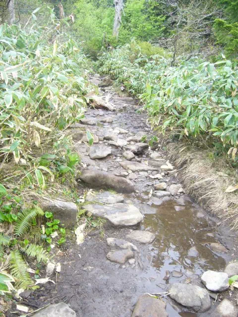 ぬかるみ ぬかるみ