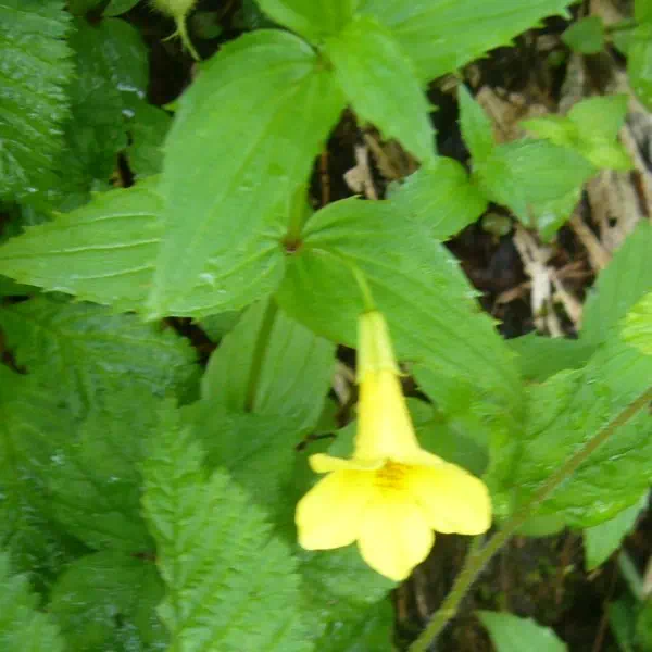 オオバミゾホオズキ