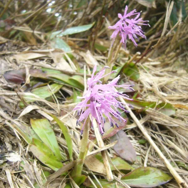 ショウジョウバカマ