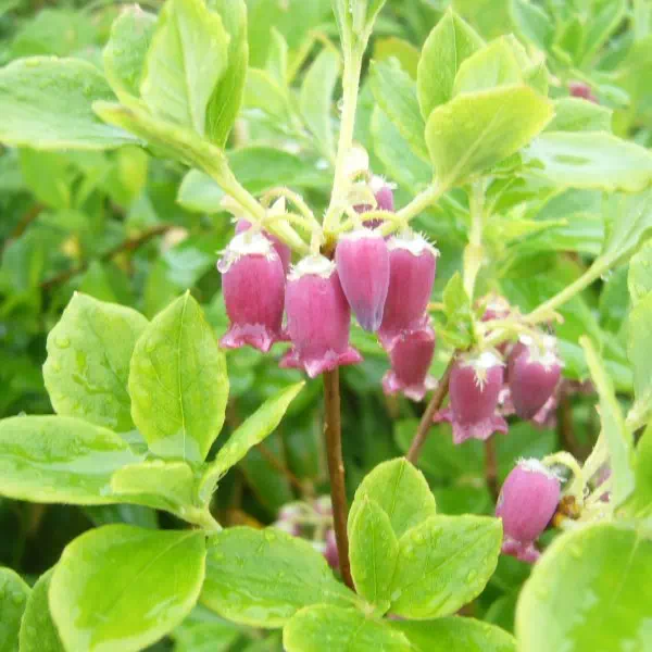 ウラジロヨウラク