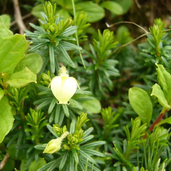 アオノツガザクラ