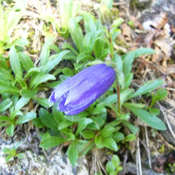 チシマギキョウ