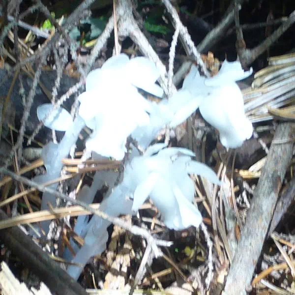 ギンリョウソウ