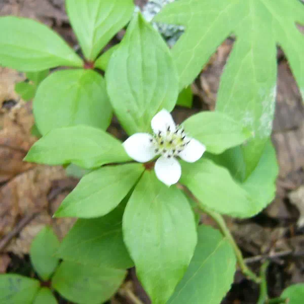 ゴゼンタチバナ