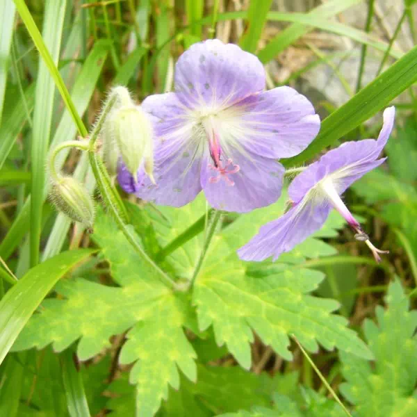 グンナイフウロ