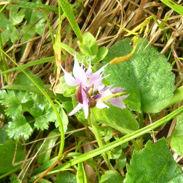 ハクサンチドリ ハクサンチドリ