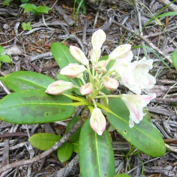 ハクサンシャクナゲ