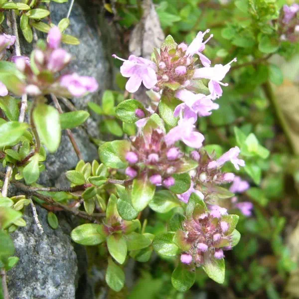 イブキジャコウソウ