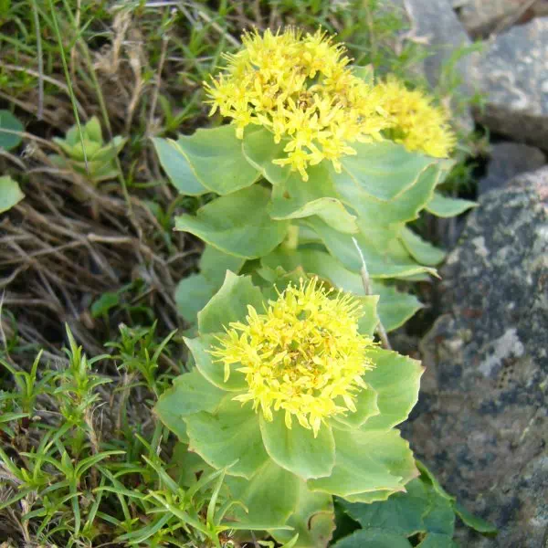 イワベンケイ イワベンケイ