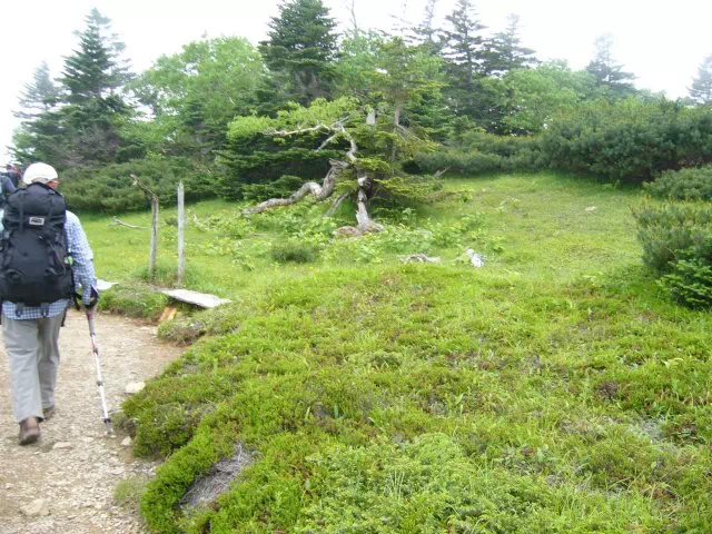 亀甲状土 亀甲状土