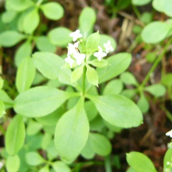 クルマムグラ クルマムグラ