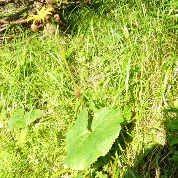 マルバダケブキ