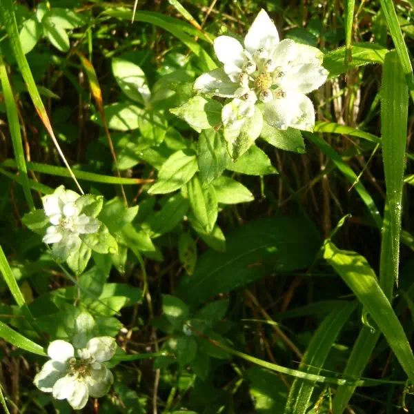 ミネウスユキソウ