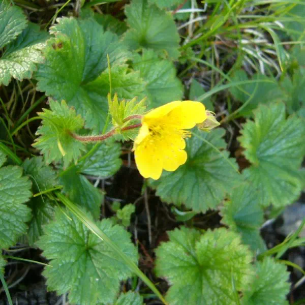 ミヤマダイコンソウ