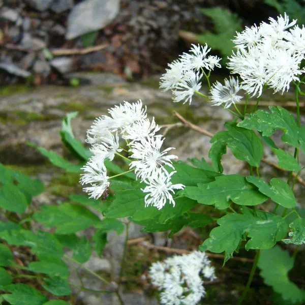 ミヤマカラマツ ミヤマカラマツ