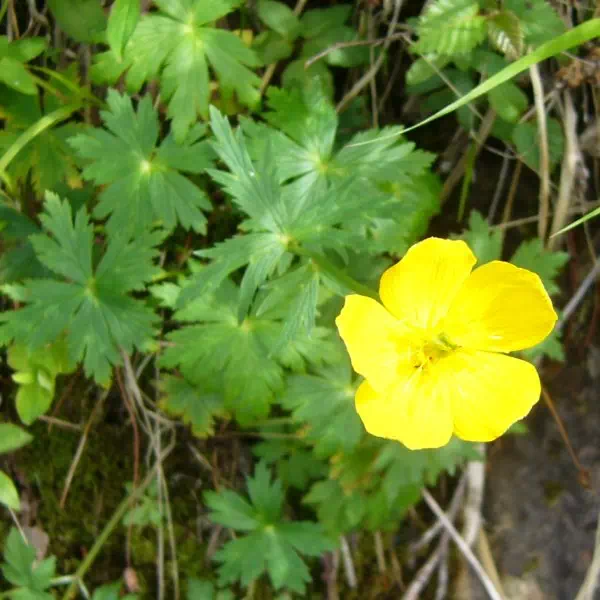 ミヤマキンバイ