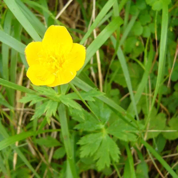 ミヤマキンポウゲ