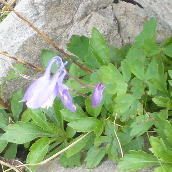 ミヤマオダマキ