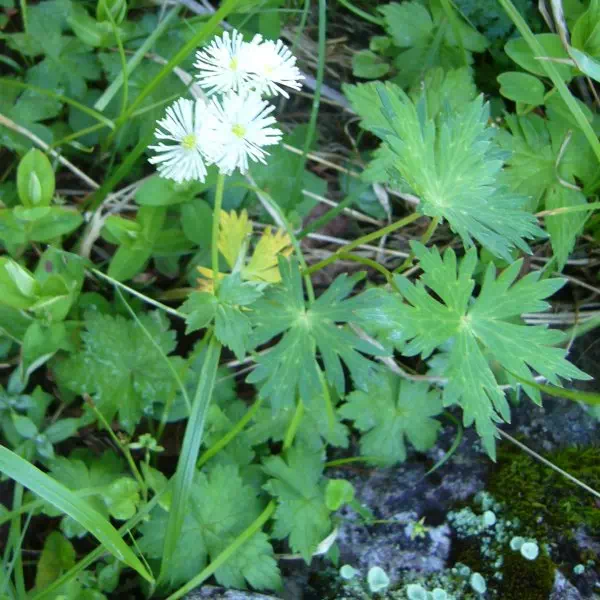 モミジカラマツ