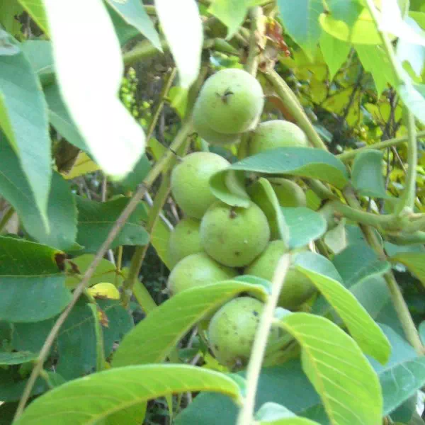 おにぐるみ おにぐるみ