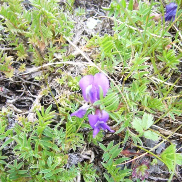 オヤマノエンドウ