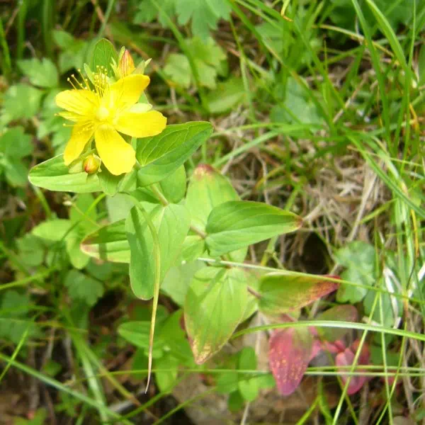 シナノオトギリ