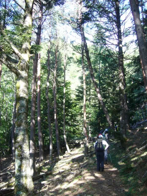 針葉樹林 針葉樹林