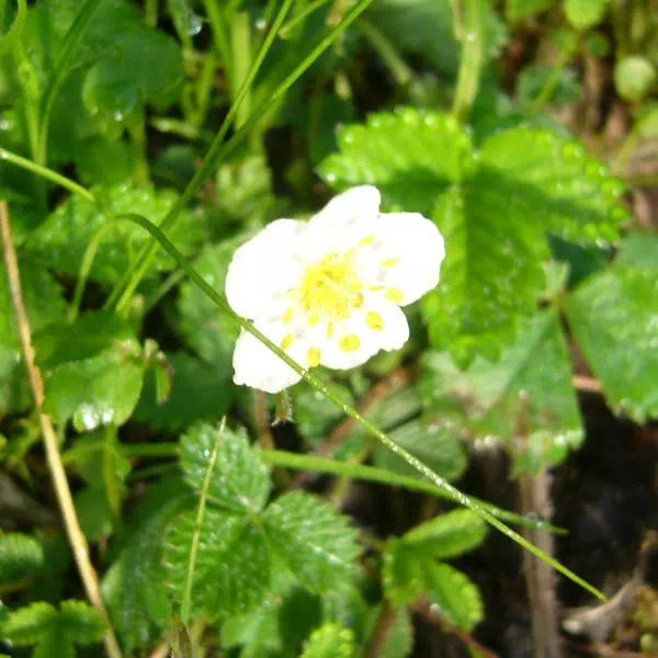 シロバナノヘビイチゴ